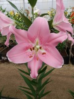 [4216 Companion No22.JPG]